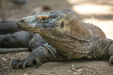 Naklejka na meble Komodo Dragon wnadering freely in Komodo National Park of East Indonesia.