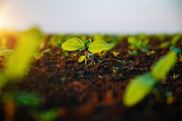 Sticker - Young sunflower sprout growing out from soil in the sunny day.