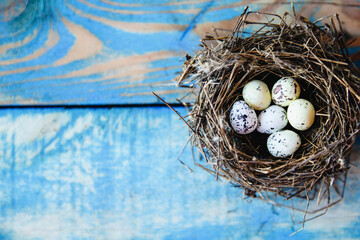 A bird's nest with quail eggs inside on a worn blue wooden background. flat layout with space for text