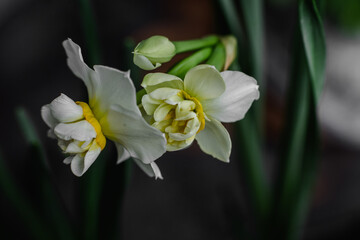 Wall Mural - White daffodils in a vase close up