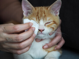 The hand of a woman wiping the cat clean.