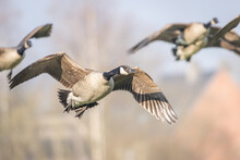 Canadian Goose In Flight. Canadian Goose In Flight During Spring Time. The Canada Goose "Branta Canadensis" Is A Large Wild Goose Species With A Black Head And Neck, White Cheeks And A Brown Body. It 