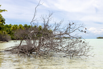 Sticker - Branche d'arbre dans le lagon à Rangiroa, Polynésie française 