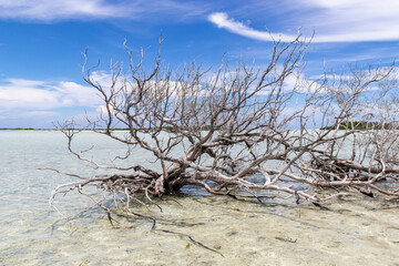 Poster - Arbre mort dans le lagon de Rangiroa, Polynésie française