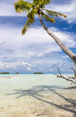 Sticker - Palmier sur une plage paradisiaque à Rangiroa, Polynésie française