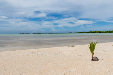 Sticker - Pousse de palmier sur une plage de sable rose à Rangiroa, Polynésie française