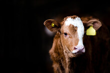 Calf Cow Brown In A Barn Isolated Dark Background