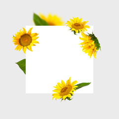 Fotomurales - Flying yellow sunflowers green leaves white clean square sheet on gray background Flat lay. Frame from beautiful sunflowers, floral card. Template for design. Harvest time, agriculture, farming
