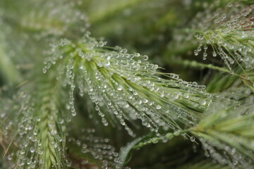 Poster - Many dew drops remained on spikelets of meadow grass on a summer morning