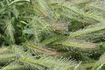 Wall Mural - Many dew drops remained on spikelets of meadow grass on a summer morning