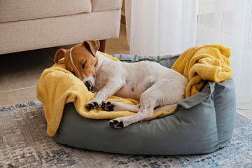 Wall Mural - Cute sleepy Jack Russel terrier puppy with big ears resting on a dog bed with yellow blanket. Small adorable doggy with funny fur stains lying in lounger. Close up, copy space, background, top view.