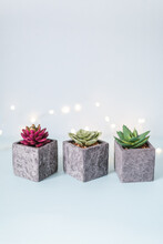 Set Of Three Succulents In Concrete Pots, Blue Background With Bokeh Lights