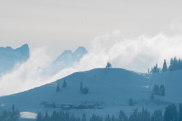  lonely tree on top of a snowy hill with Schreckhorn in the background