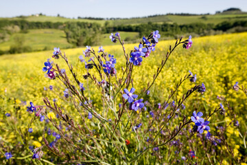 Anchusa plant in bloom in a meadow covered with yellow black mustard flowers on the hills of Tuscany