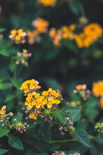 Selective Focus Shot Of Yellow Lantana Flowers