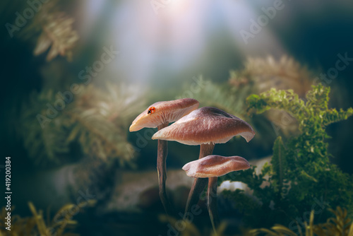 Fantasy magical Mushrooms glade and ladybug in enchanted fairy tale dreamy elf Forest, fabulous fairytale deep dark wood and moon rays in night, mysterious nature background