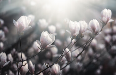 Poster - Magnolia flowers background