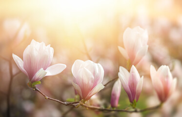 Poster - Magnolia flowers background