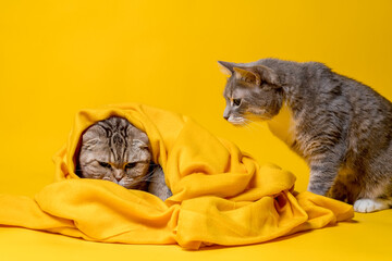 Wall Mural - Two cats, one angry Scottish Fold wrapped in a soft blanket, and the other half-breed looks at him in bewilderment. Yellow background. 