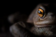 Common Toad (Bufo bufo) - Baden-Wuerttemberg, Germany