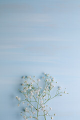 blue background with white gypsophila branch. postcard with field for text.