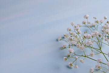blue background with white gypsophila branch. postcard with field for text.