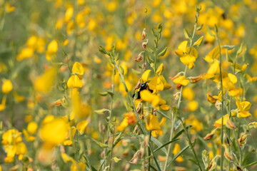 Po Thung has the English name sunhemp and the scientific name Crotalaria juncea is a legume plant.
