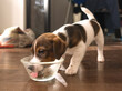 © tasha - Small Jack russell puppy eating from a bowl