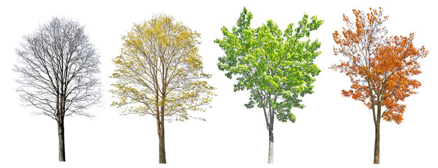 Wall Mural - four seasons medium maple tree on white