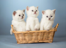 White Kittens In Basket
