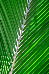 Wall Mural - Palm frond