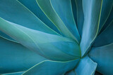 Fototapeta Tulipany - USA, Hawaii, Maui, Kula, agave plant design