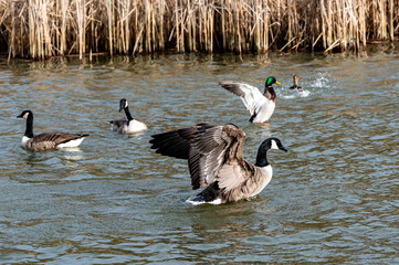 Wall Mural - Canada goose and mallard duck stretching and flapping wings