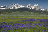 Fototapeta Kwiaty - USA, Idaho. Meadows of common camas, Stanley Basin Sawtooth Mountains.