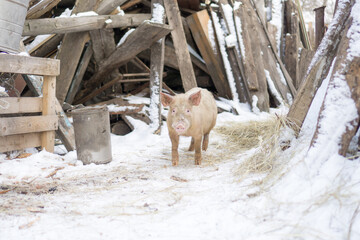 Wall Mural - Domestic pig, farm animal posing in winter scene. 