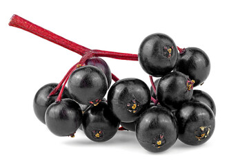 Wall Mural - European black elderberry fruit isolated on a white background. Elderberry on red twig. Dwarf elder. Sambucus.