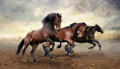 Wall Mural - wild jump bay horses