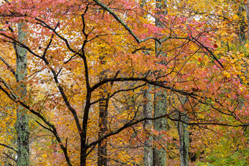 Sticker - Trees in Saline County State Fish & Wildlife Area, Saline County, Illinois.