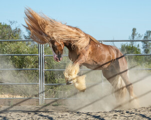 Canvas Print - Gypsy Vanner stallion romps in paddock