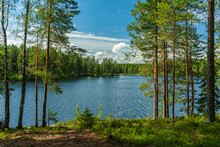 Lush Green View From A Small Lake In A Forest In Sweden