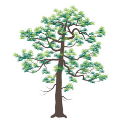 Wall Mural - Old Japanese Pine with Dark Trunk