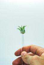 Vertical Shot Of A Person Holding A Straw With A Plant Prepared For Seeding At The Tip
