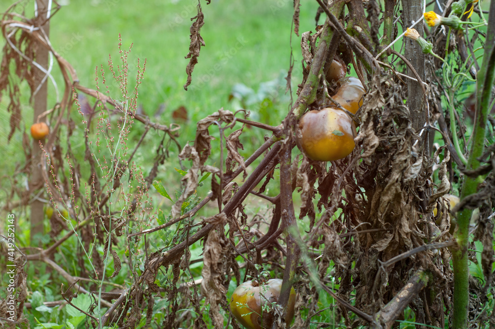 rotten spoiled tomatoes on dry branches and bushes of tomatoes after ...