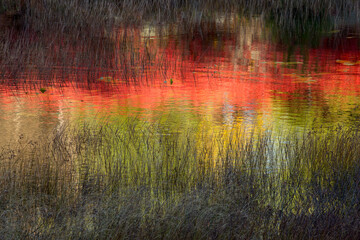 Wall Mural - USA, Maine. Reflections in the marsh in Acadia National Park.