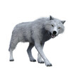 White wolf snarling aggressively. 3D illustration isolated on white background.