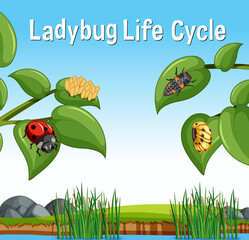 Sticker - Scene with Ladybug Life Cycle