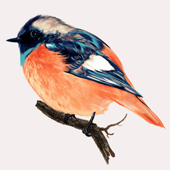 Poster - Beautiful high detailed vector bird illustration for design
