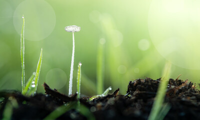 Wall Mural - Fungus or mushroms with spring scene