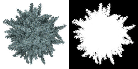 Wall Mural - top view of tree (picea pungens) png with alpha channel to cutout 3d rendering