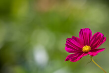 A Pink Cosmos Flower With Dainty Pink Peddles And A Yellow Center. The Medium Sized Bloom Has A Thin Green Stem That Stands Up To 5 Feet. The Petals Are Cup Shaped, Translucent, And Thin.